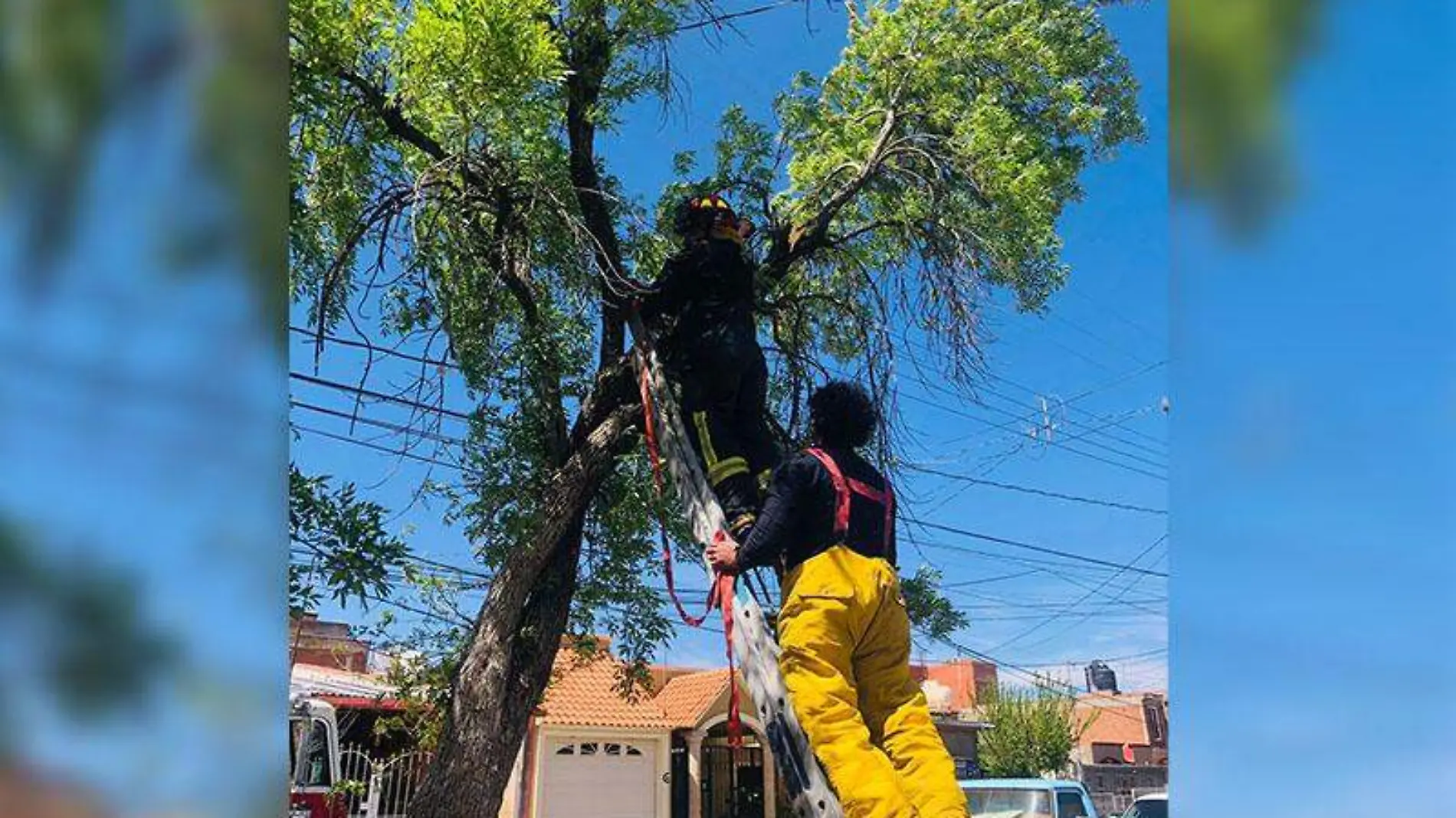 Árbol caído